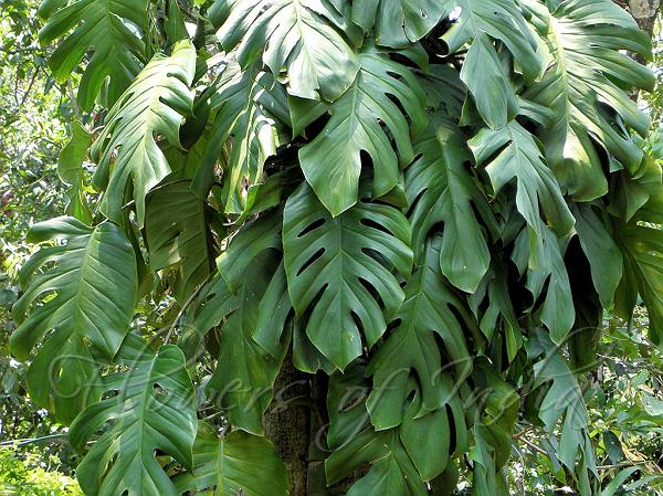 Perforated Philodendron